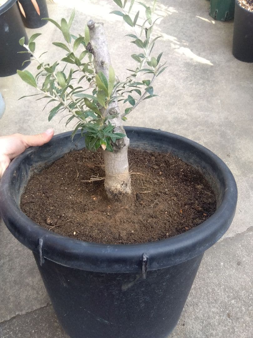 オリーブ　盆栽　古木　オールド株　セントキャサリン　11号鉢つき　い