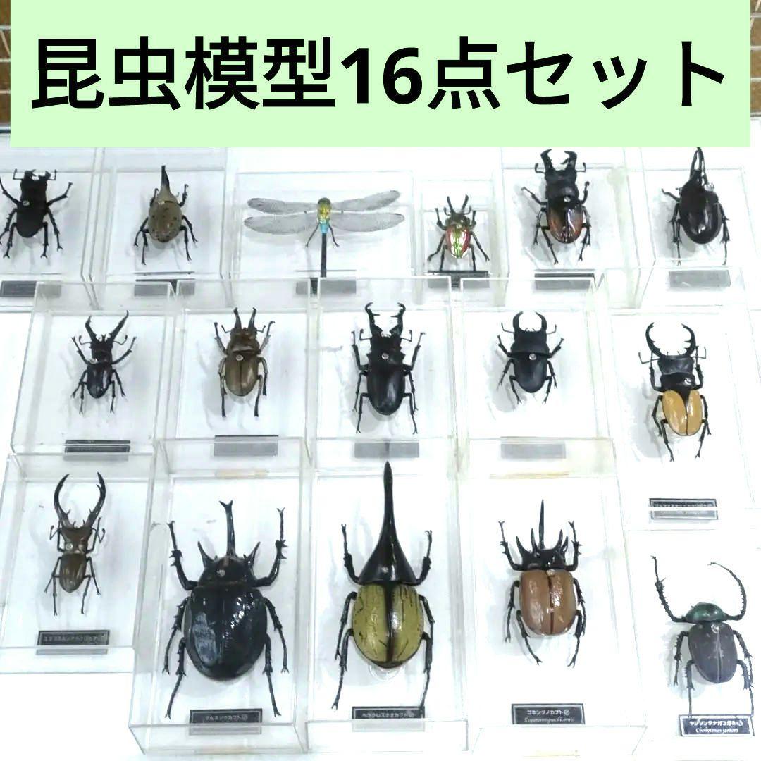 昆虫標本レアセットセール中！