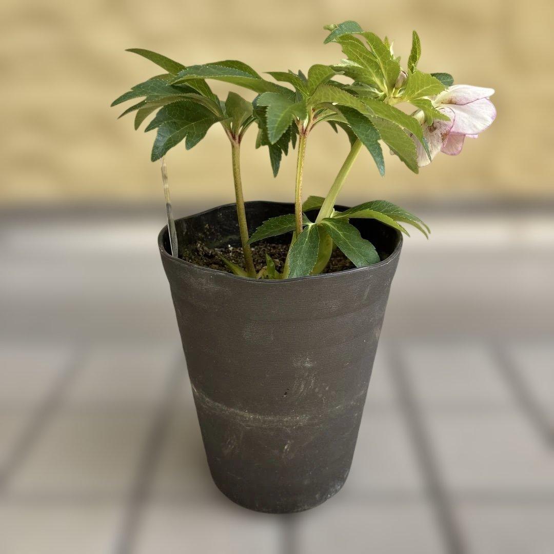 リバーシブル白抜けベイン　広瀬園芸　クリスマスローズ　開花株　匿名発送　現品