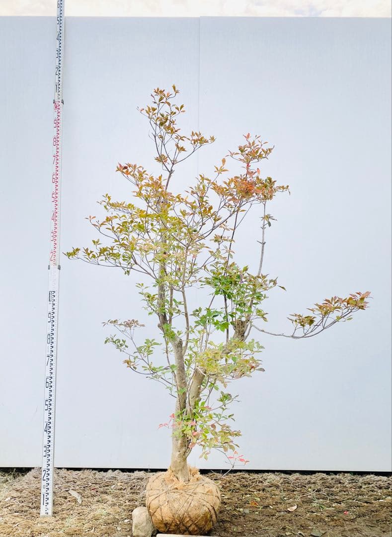 山採りドウダンツツジ　白花/816