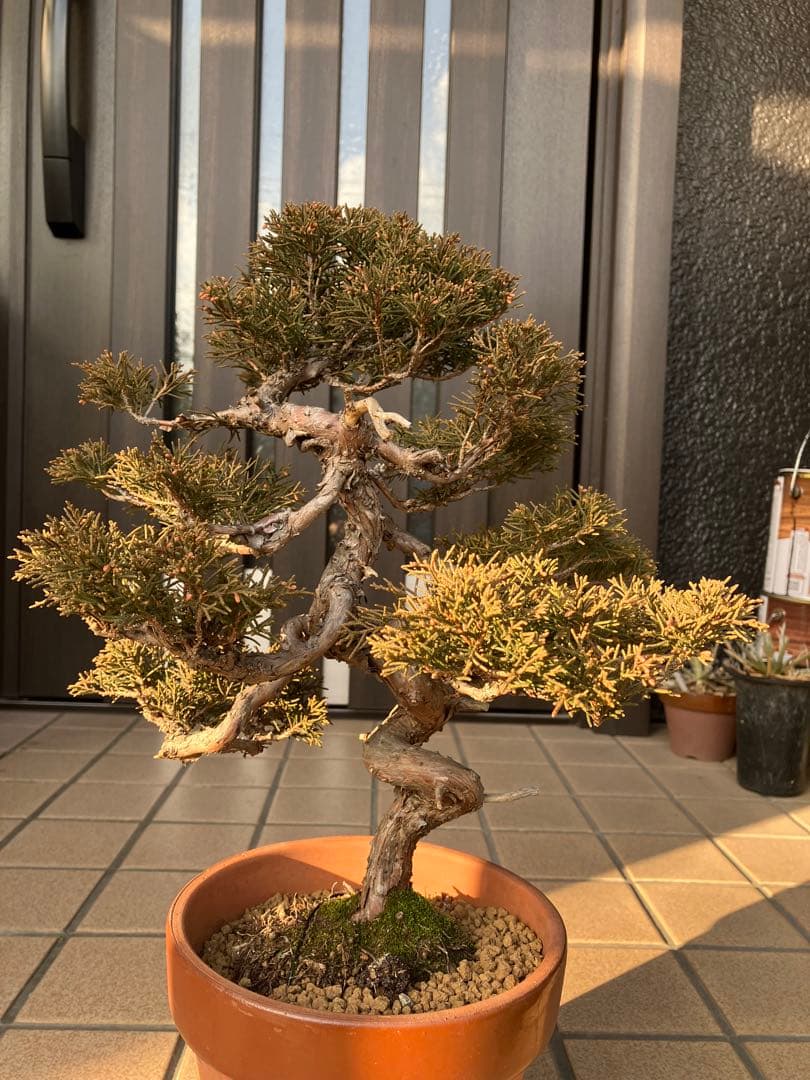 ◉真柏糸魚川　模様木　極上品　大特価！早いもの勝ち