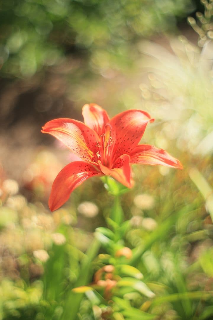 《希少》C.C. Petri Orikkor 50mm F2（M42）【良品】