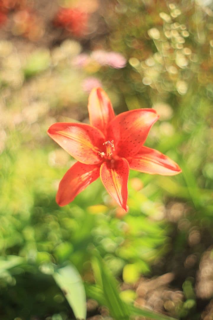 《希少》C.C. Petri Orikkor 50mm F2（M42）【良品】