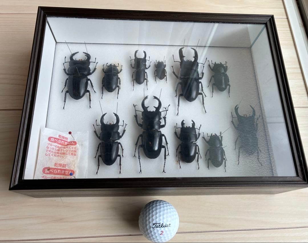 クワガタ標本 セット 標本ケース2個