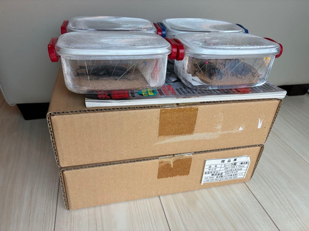 クワガタ標本 セット 標本ケース2個