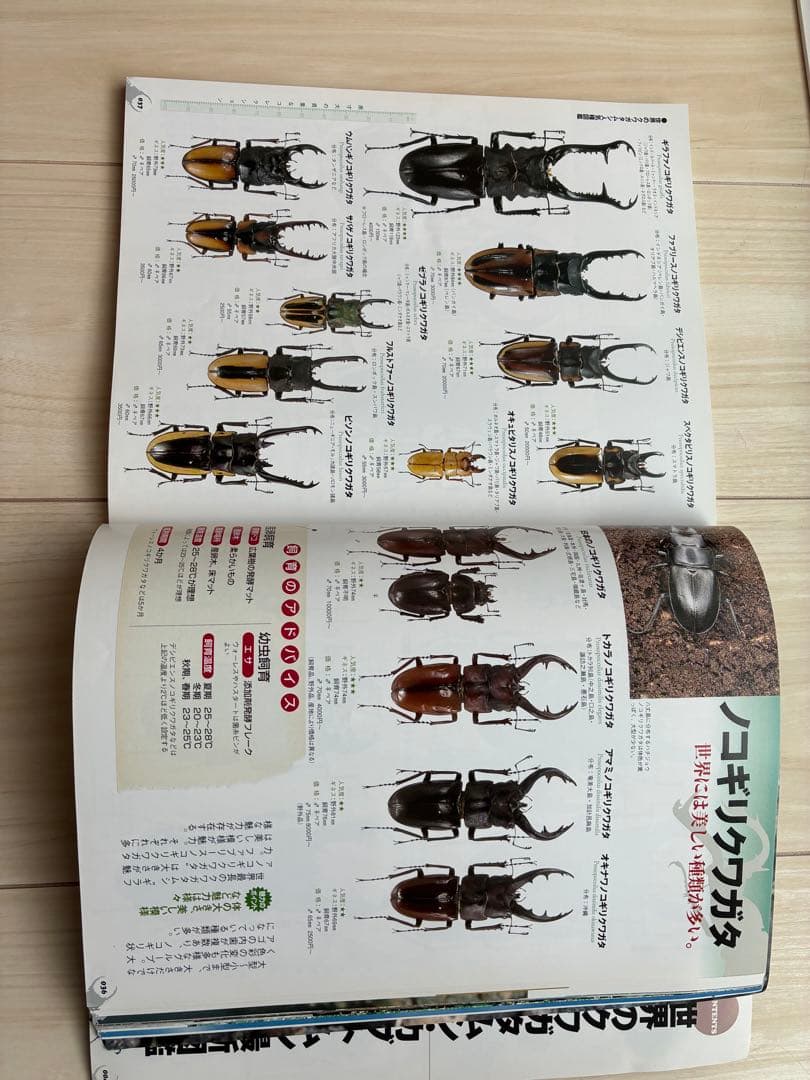 クワガタ標本 セット 標本ケース2個