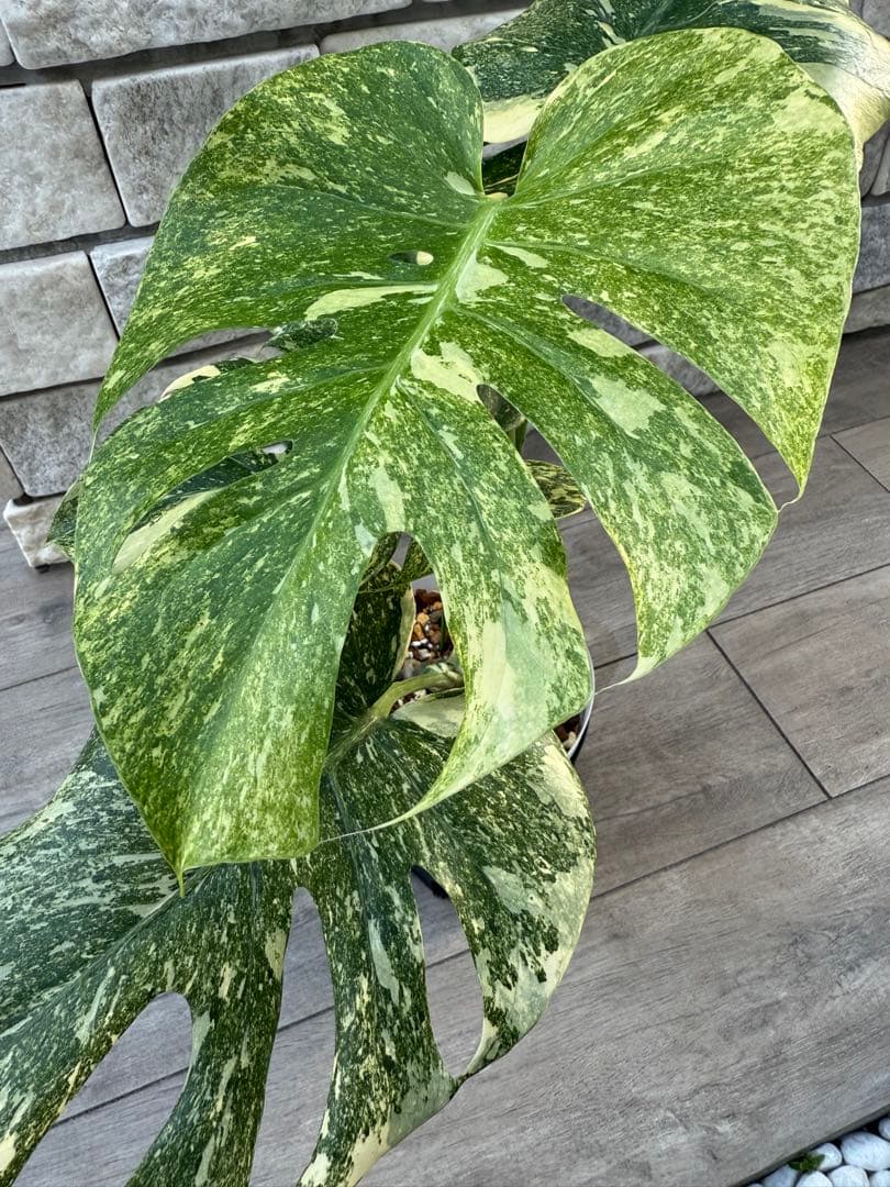 超希少な　モンステラ デリシオーサ ダイアモンド　レガシー　斑入り