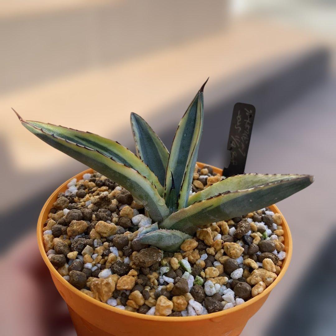 アガベ　グレートホワイトシャーク　シャークスキン