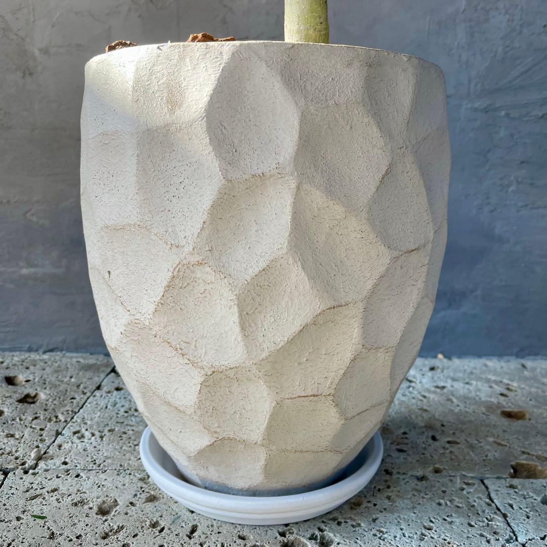 大型　フィカス　ベンガレンシス　曲がり仕立て　10号　陶器鉢　植え込み