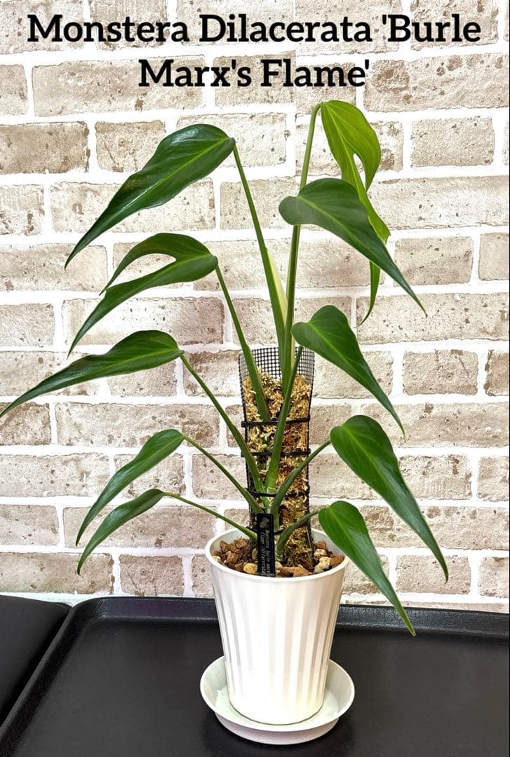 モンステラ バールマルクスフレーム ディラセラータ1