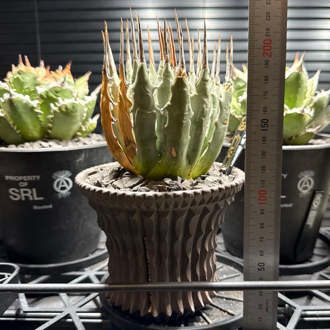 エボリスピナ　現地球　発根済