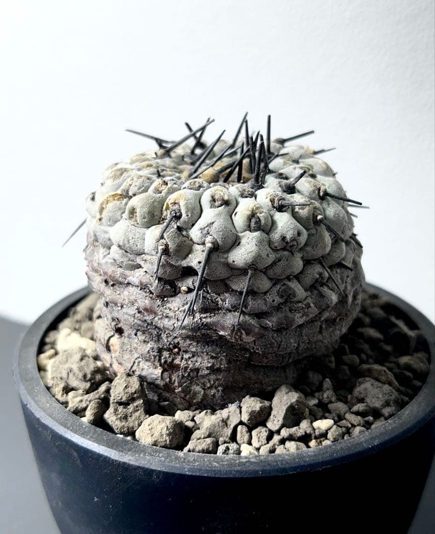 【超希少】現地球　コピアポア　シネレア　コルムナアルバ　孤竜丸　発根済　横幅6㎝