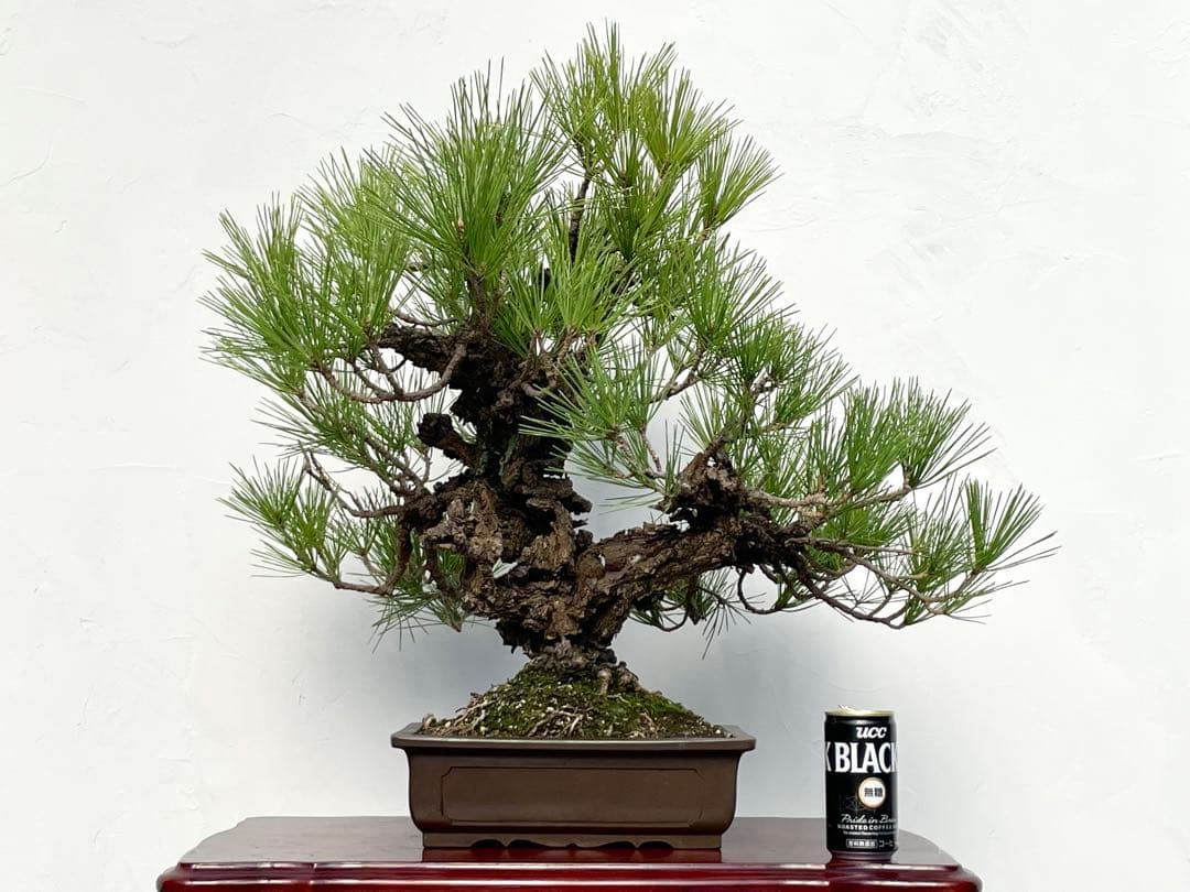 三河盆栽　錦松　ニシキマツ　盆栽　極太　古木