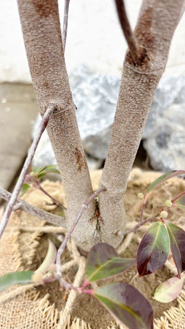 超逸品。常緑ヤマボウシ ホンコンエンシス2.4M(鉢底から)品番A