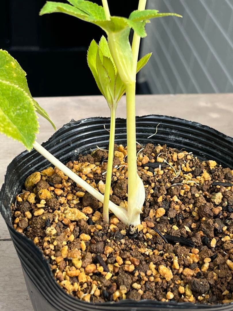 mintポット発送✈️気まぐれセール✈️ ☘️ラスト☘️￼3164 極上【蜃気楼】