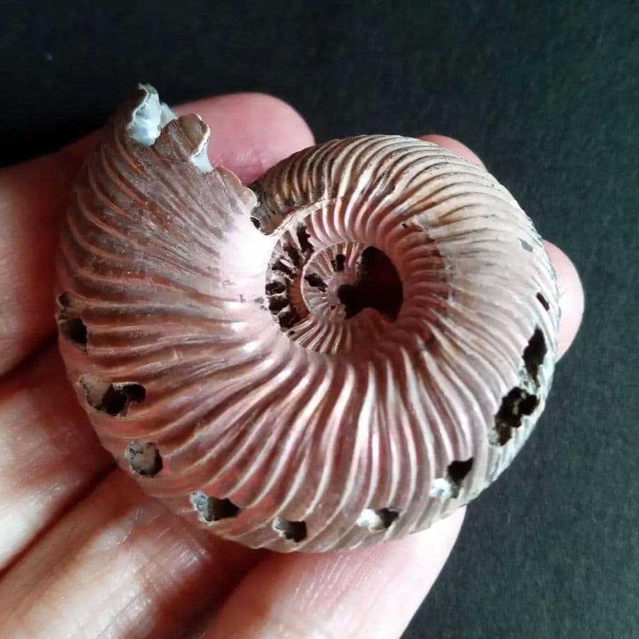 化石　骨格　アンモナイト　50mm　極美麗標本