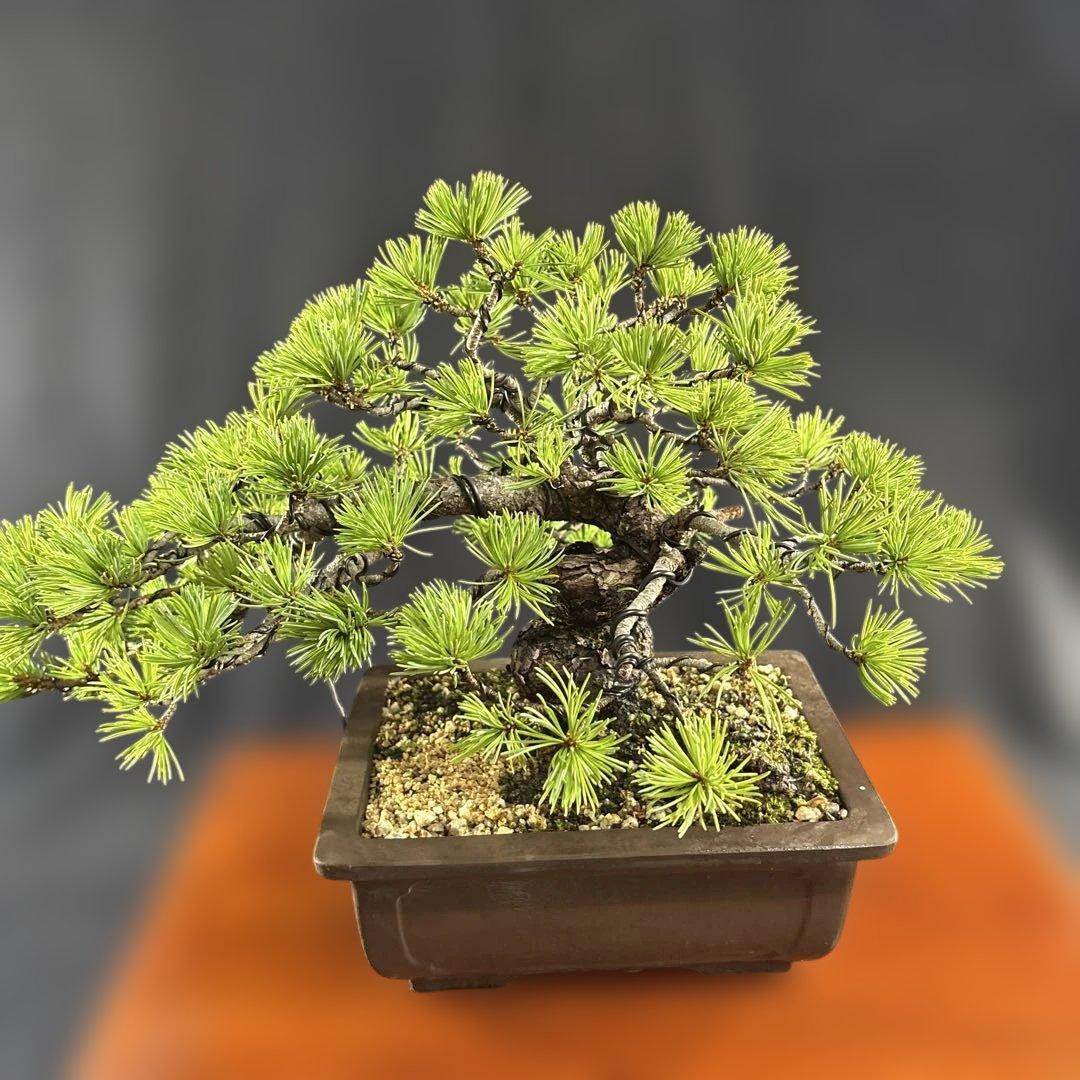 貴風盆栽、赤石五葉松、懸崖作り、幹元太 目立った汚れ傷無し　medabon