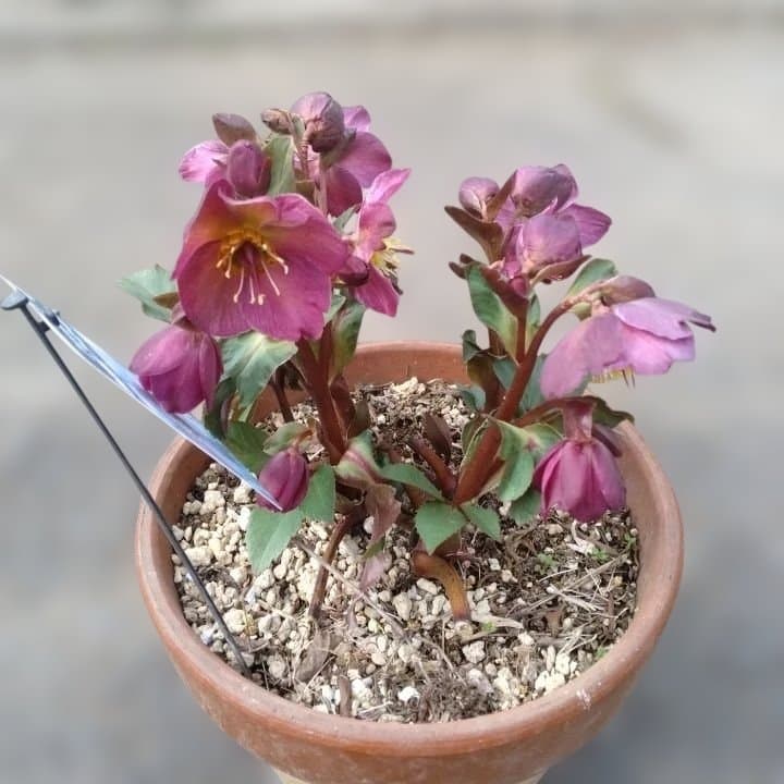 童仙房、氷の薔薇。アーリーレッド。紫色のヘレボルス 中型テラコッタ鉢 親株。