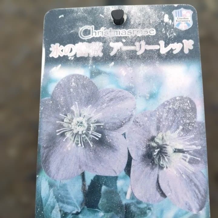 童仙房、氷の薔薇。アーリーレッド。紫色のヘレボルス 中型テラコッタ鉢 親株。