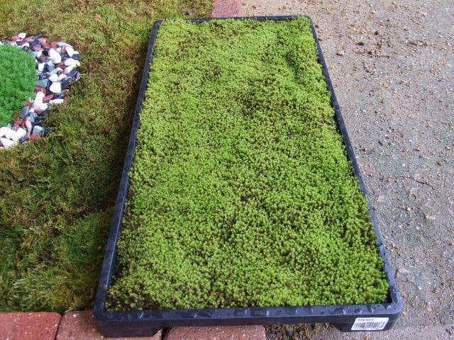 teru3　コケ各種5.5パレットとカサゴケ15本入1パック