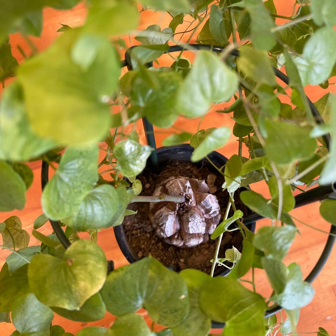 亀甲竜 ディオスコレア