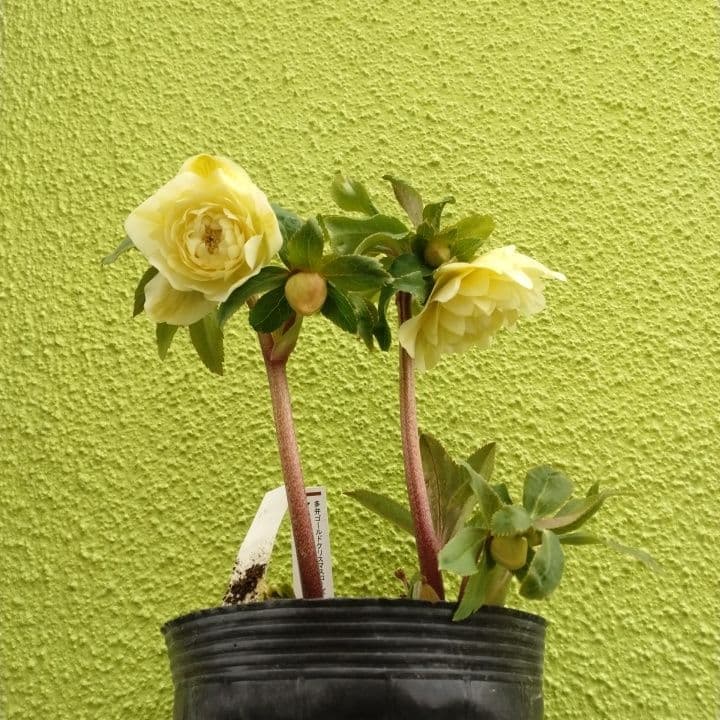 加藤農園。ゴールドクリスマスローズ 八重咲き 淡い黄色 開花株。NO3