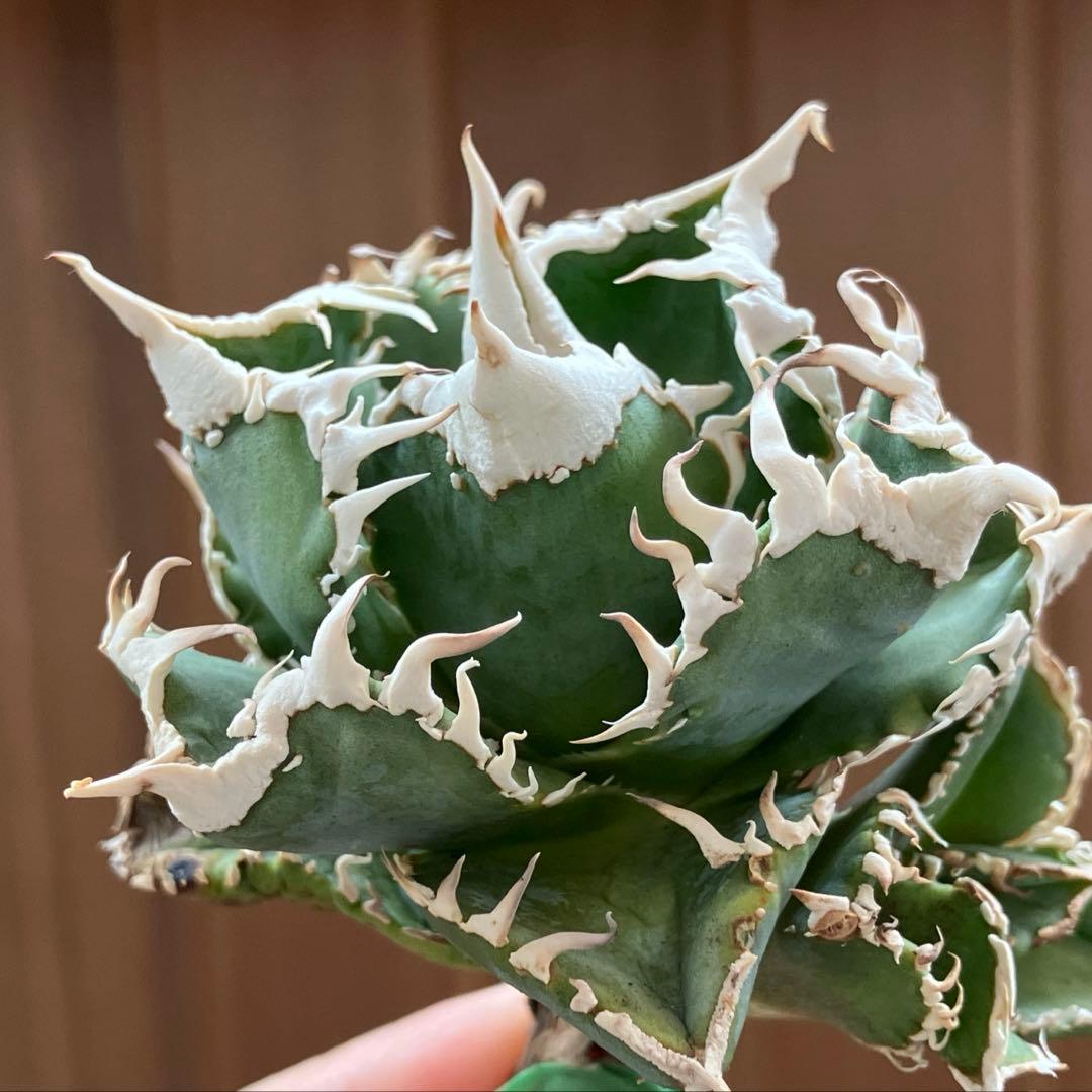 お*ん様 超選抜【オークション】④ 極太棘　子株3株付き　アガべ　白豪刺　TC