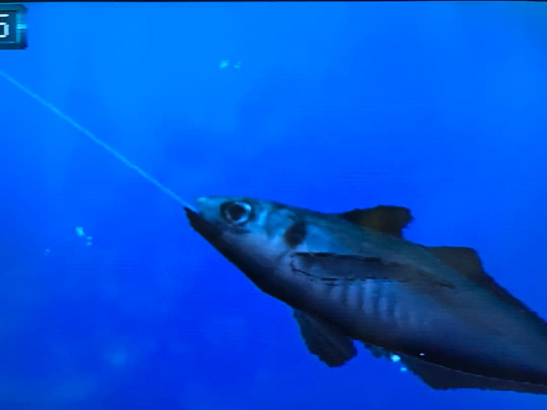 ps 水族館プロジェクト フィッシュハンターへの道