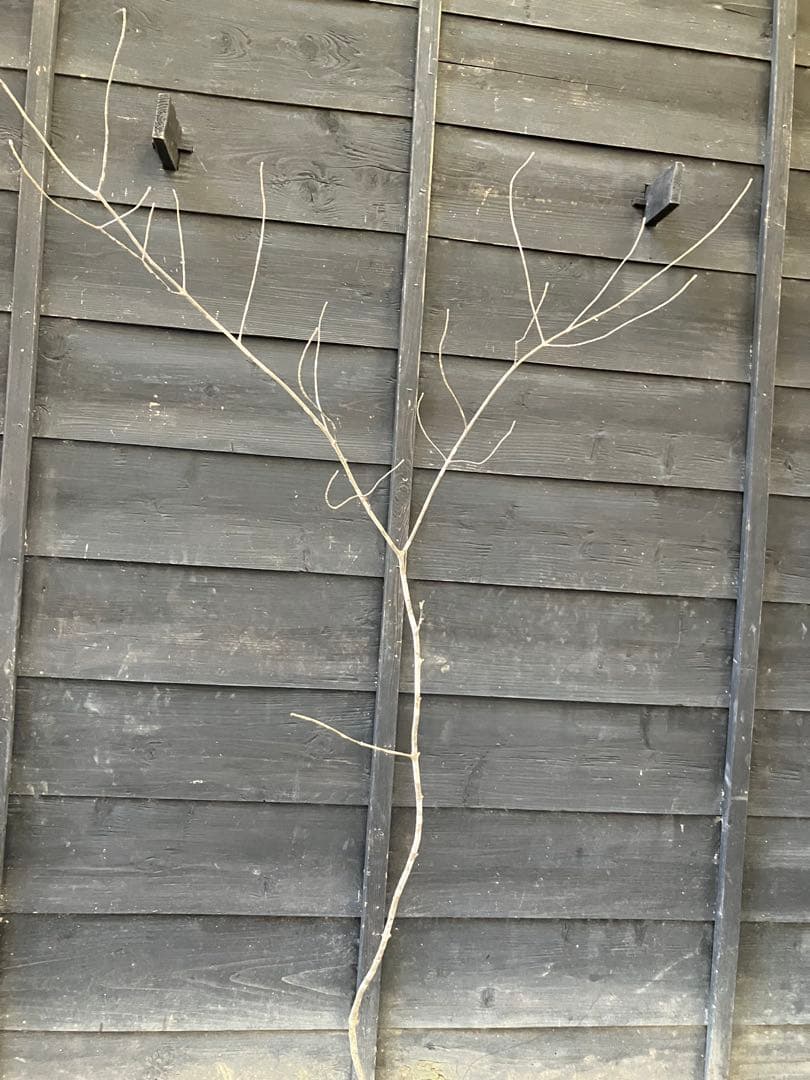 21 山採りアオダモ