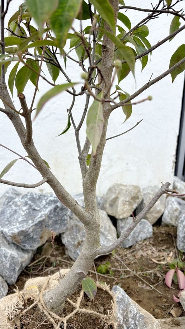 幹太。逸品常緑ヤマボウシ ホンコンエンシス1.9M(鉢底から)品番D