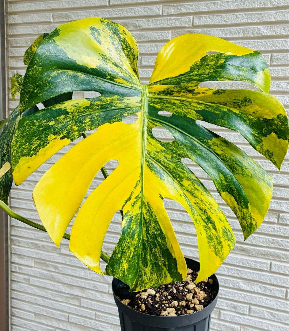 【美株】モンステラモンステラデリシオーサ イエローマリリン 黄斑入り 大株