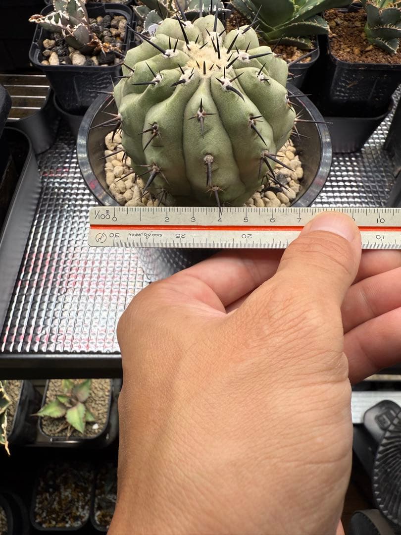 週末限定価格！黒王丸　白肌　厳選　コレクション　多陵　シネレア　特大