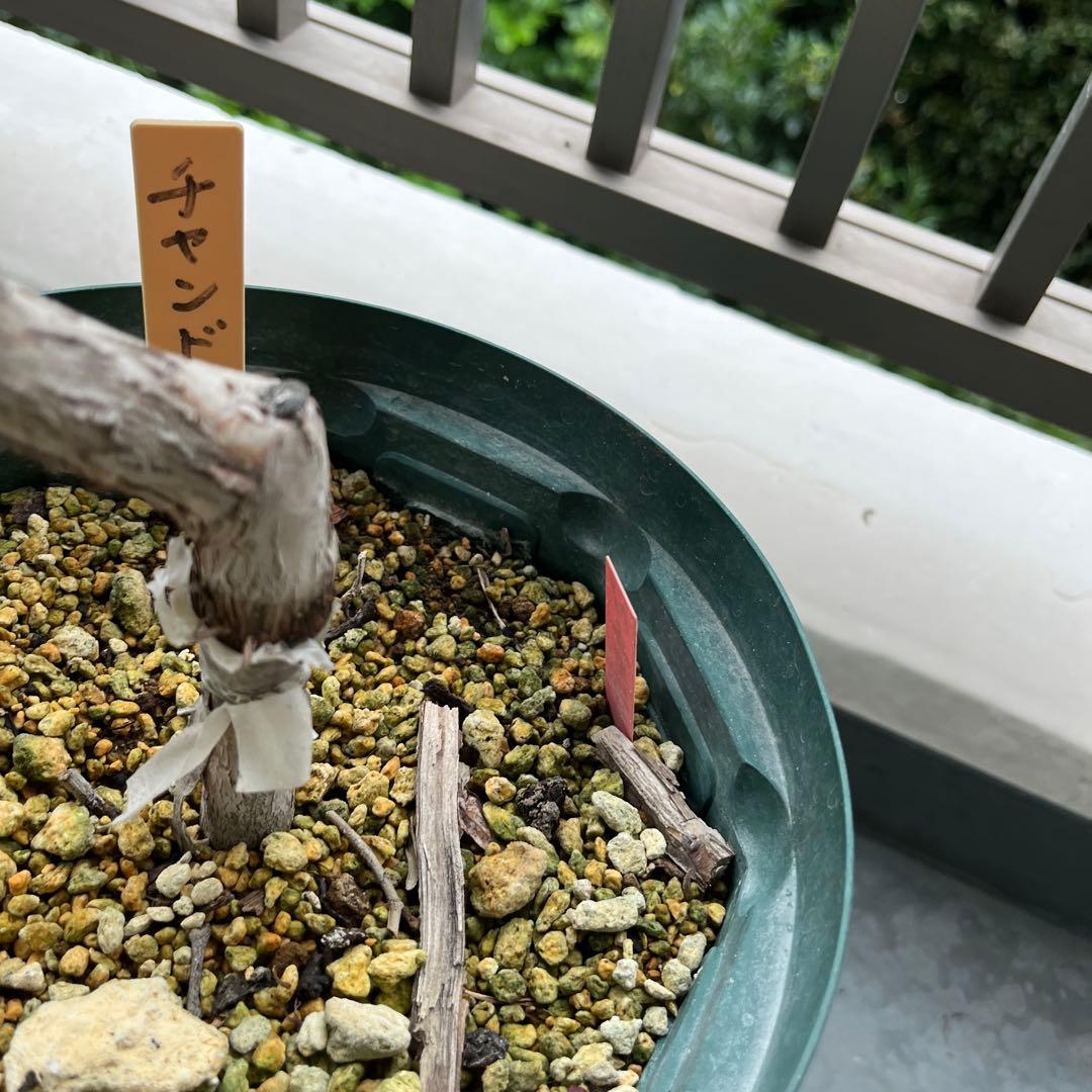 チャンドラ　スパルタン 接木苗 ブルーベリー苗木