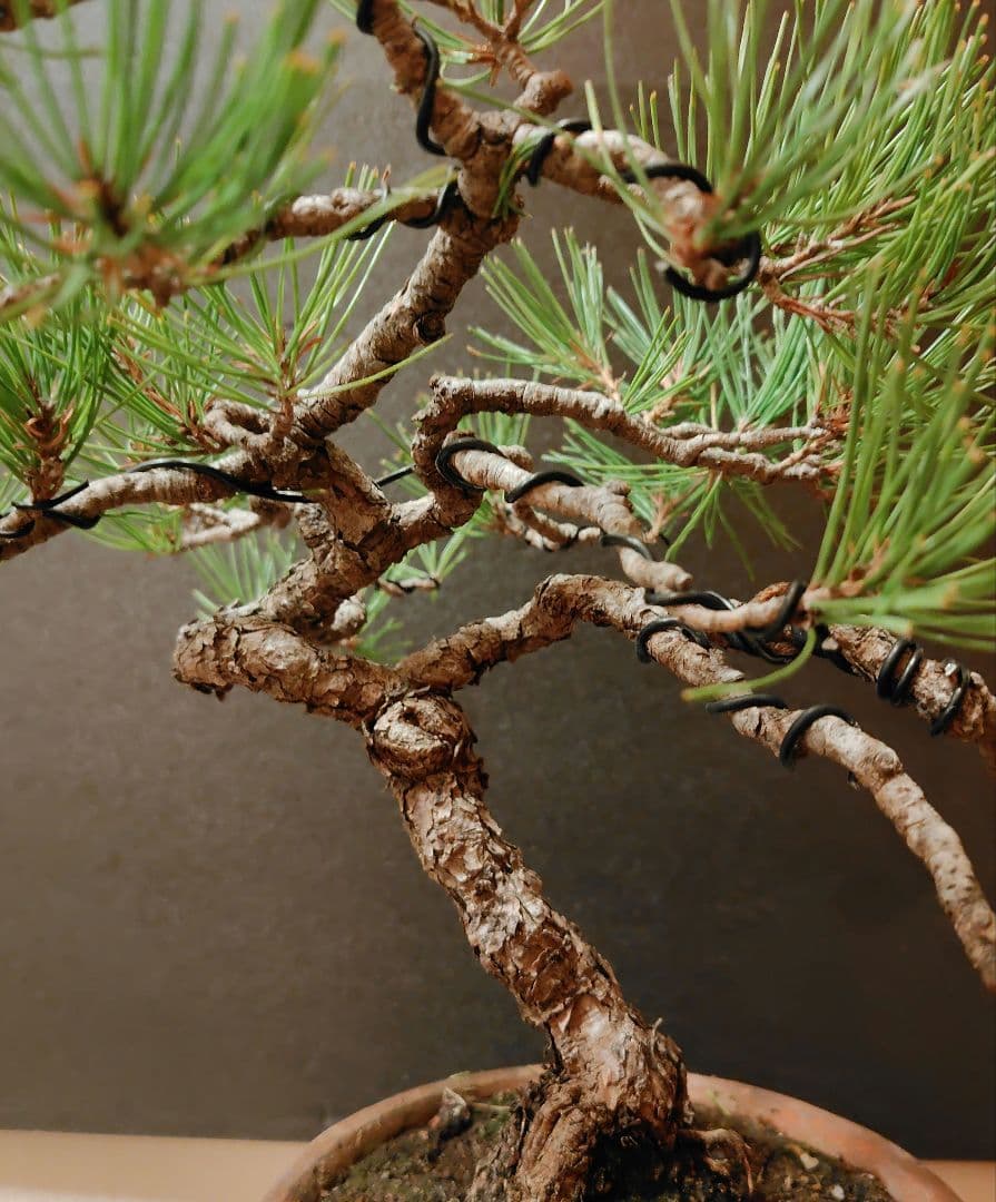 赤松盆栽！