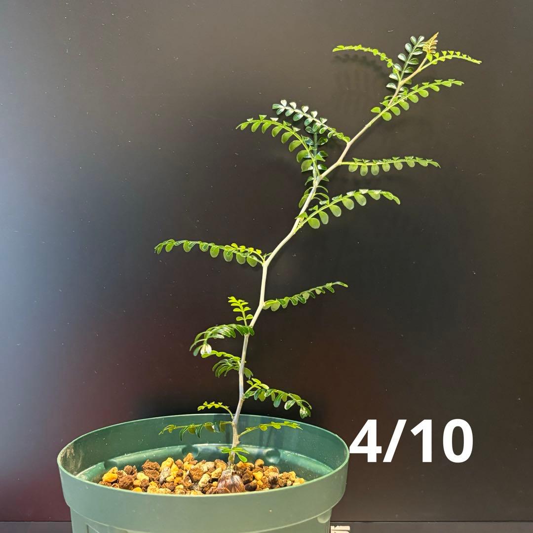 【鉢のまま宅急便発送】パキプス　根挿し株【24003】