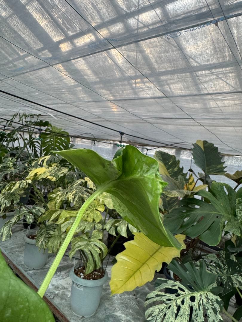 A9 モンステラ　デリシオーサ　ベトシオーサ　癖あり　異変っぽい葉っぱ