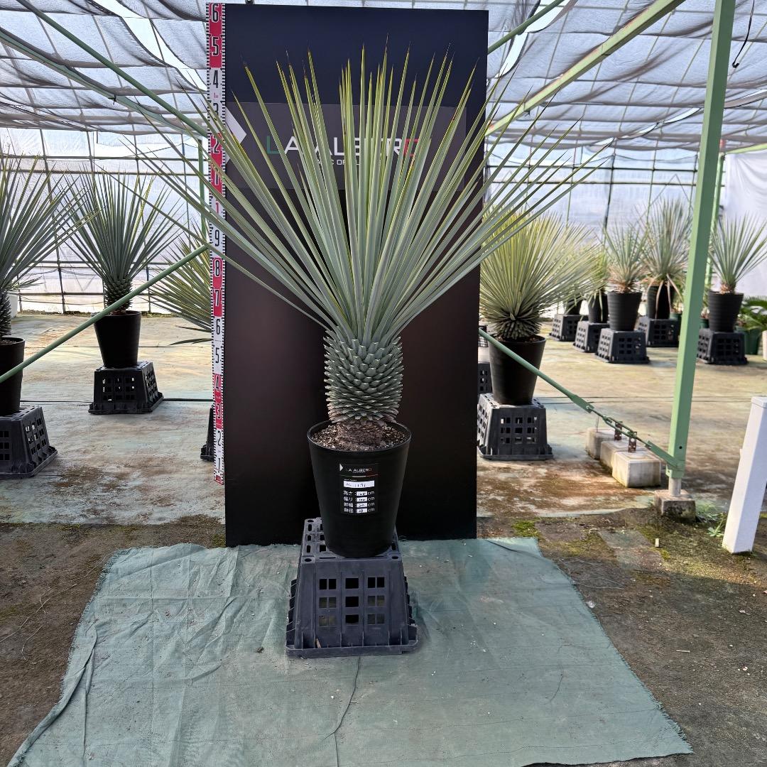 【AL1171】ユッカ　リギダ