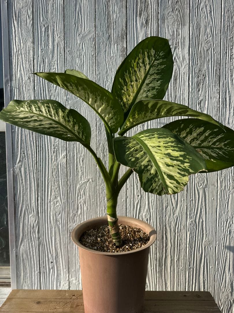 ディフェンバキア　大株　Dieffenbachiaseguine