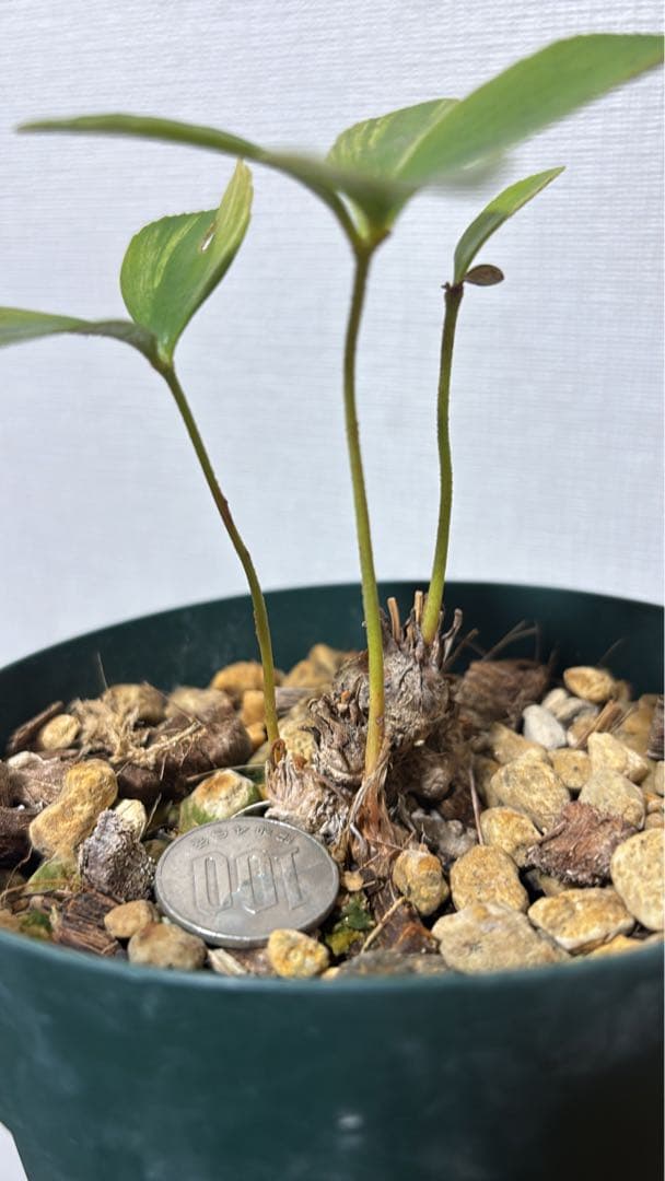 メキシコザミア斑入り　斑入りザミア　斑入りソテツ　黄金ソテツ　斑入り蘇轍