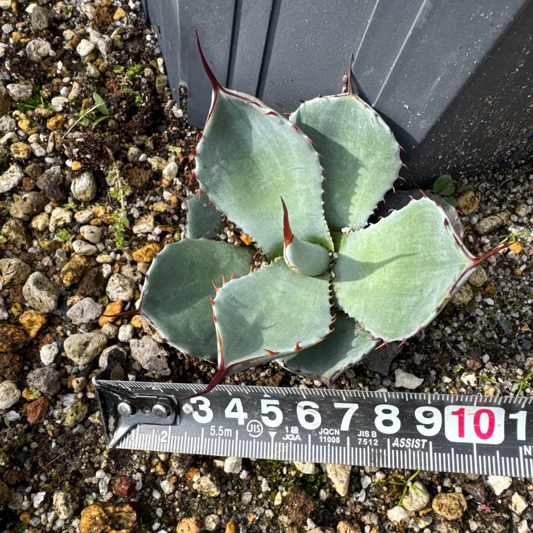 アガベ　パリー　トランカータ　30㎝　子株付き