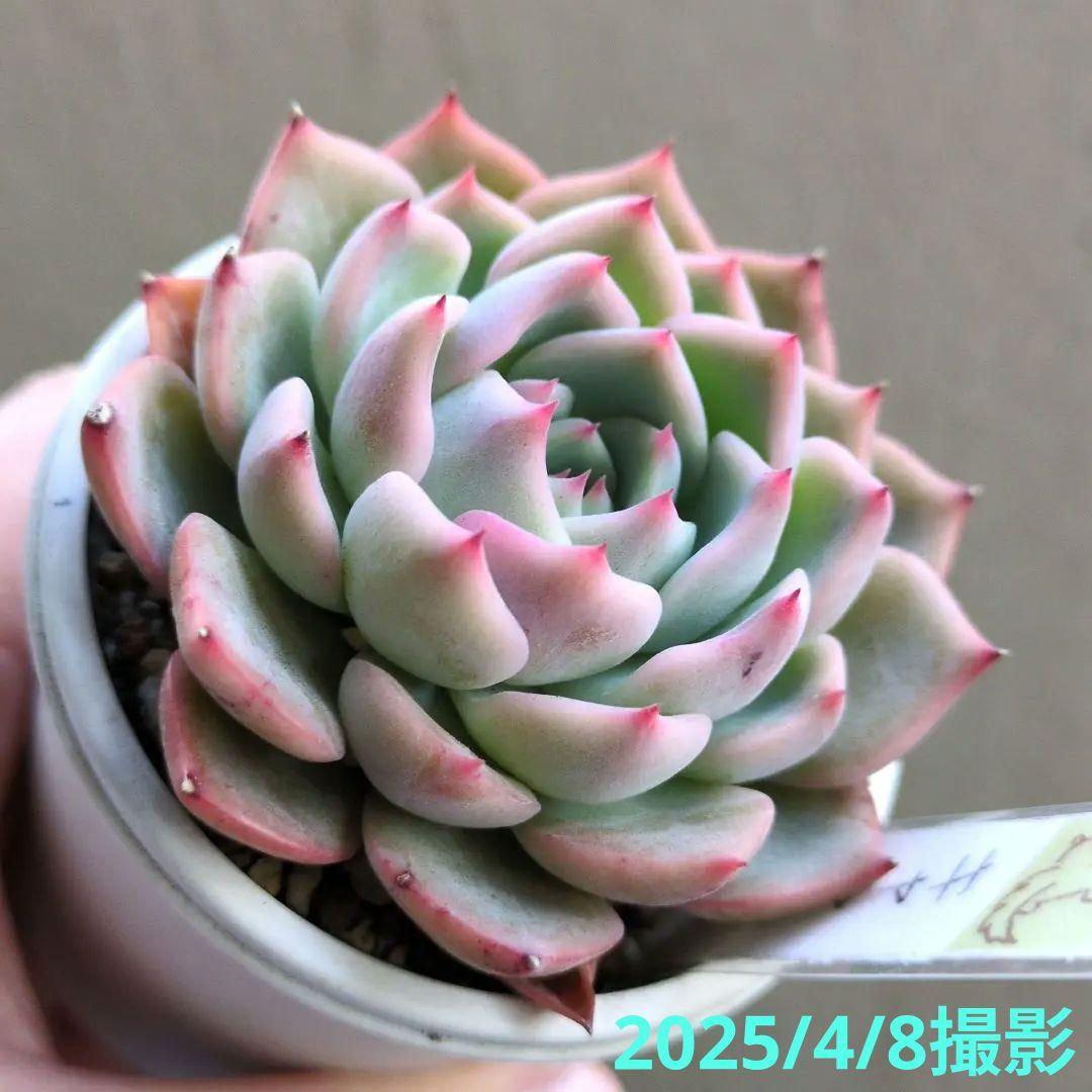 129. 多肉植物 キャラリアン 830円【抜き苗】