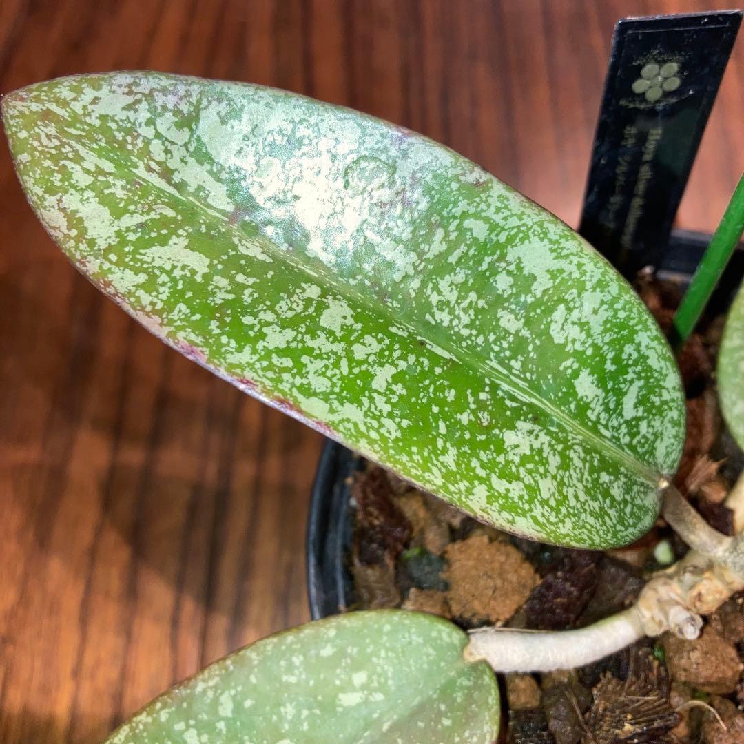 ホヤ シルバーダラー スプラッシュ【現品・鉢付・タグ付・メルカリ便】