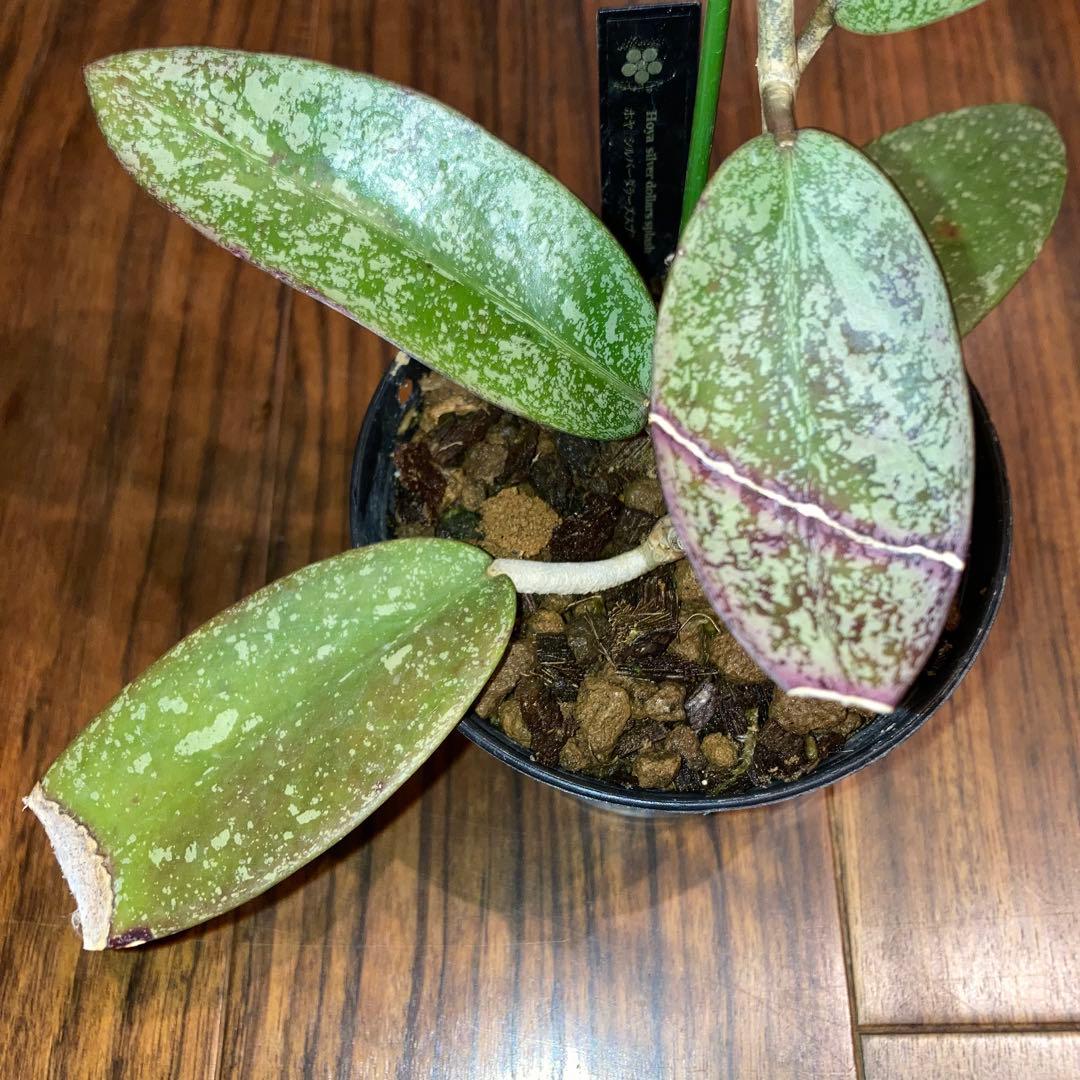 ホヤ シルバーダラー スプラッシュ【現品・鉢付・タグ付・メルカリ便】