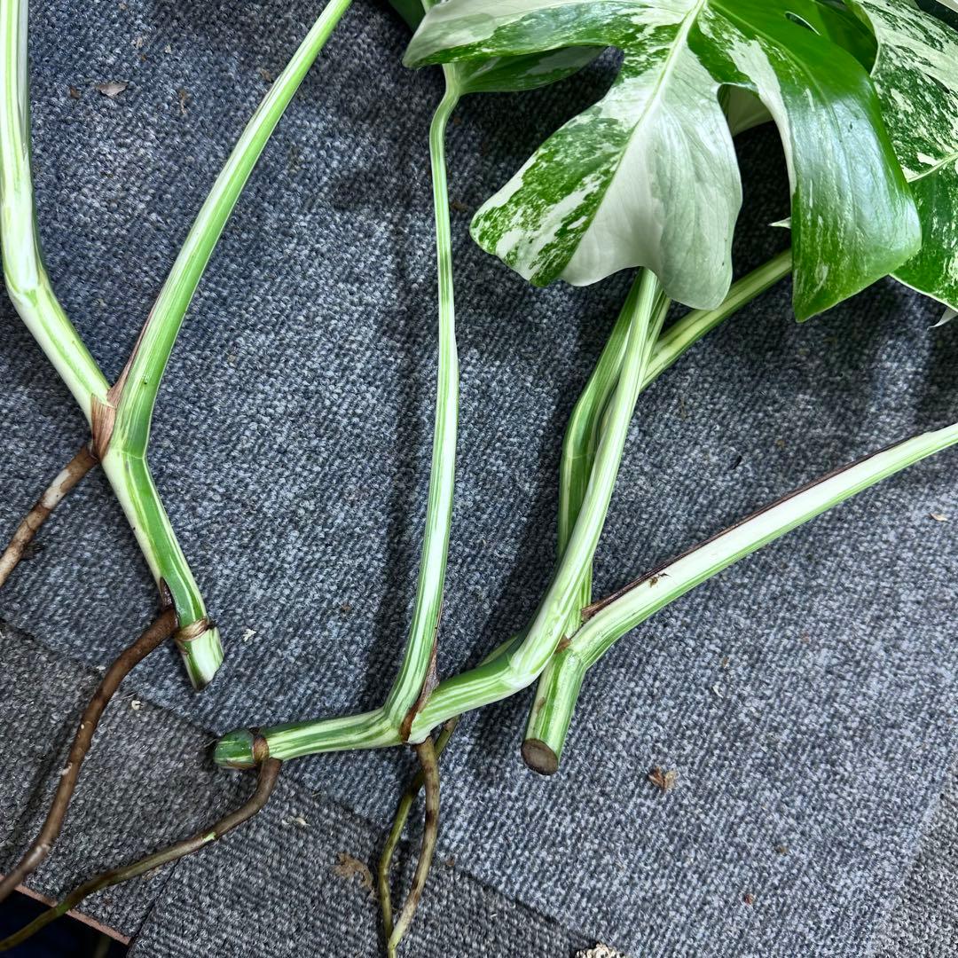 う*)様 斑入りモンステラホワイトタイガートップカット葉っぱ3枚付を3株おまとめ