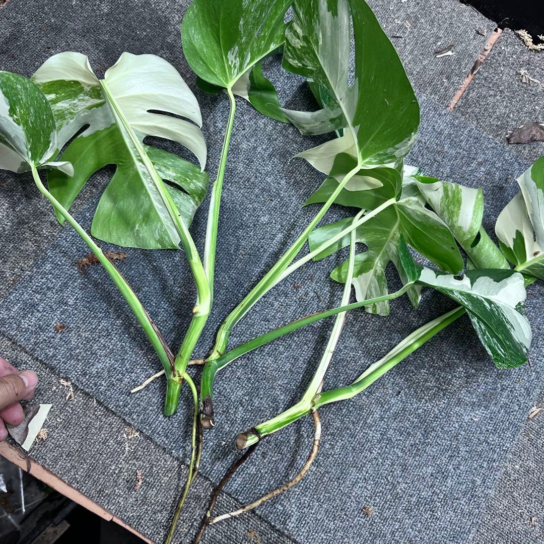 う*)様 斑入りモンステラホワイトタイガートップカット葉っぱ3枚付を3株おまとめ