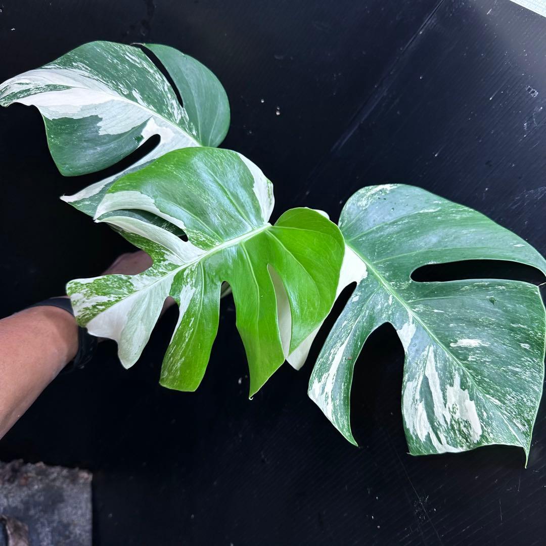 う*)様 斑入りモンステラホワイトタイガートップカット葉っぱ3枚付を3株おまとめ