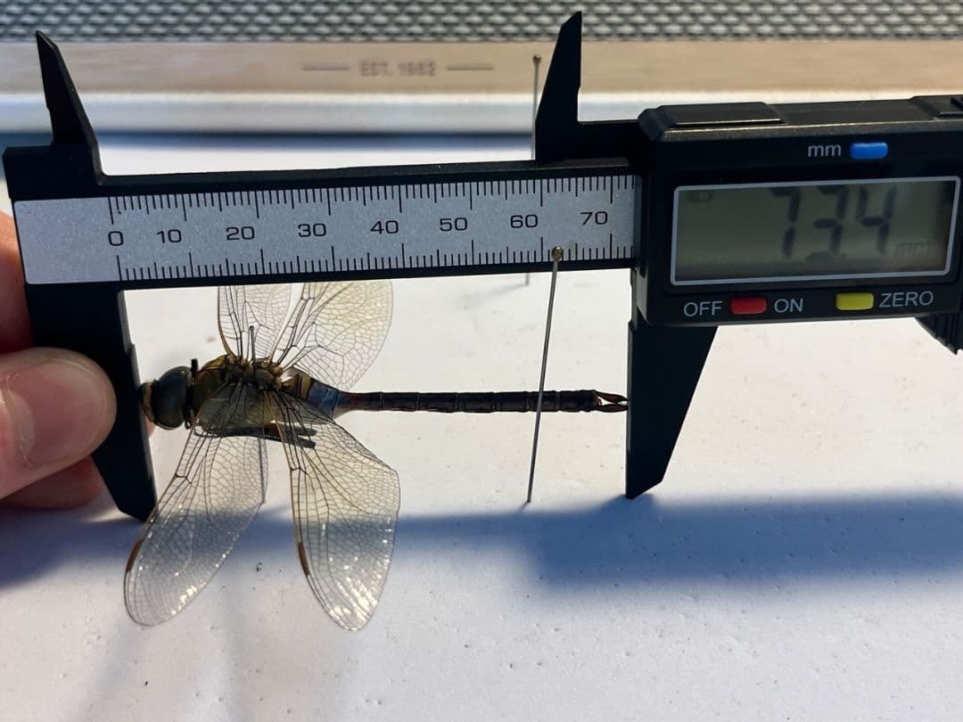 ギンヤンマ 昆虫標本ヘビトンボカマキリマンティス トンボ オニヤンマ 蜻蛉