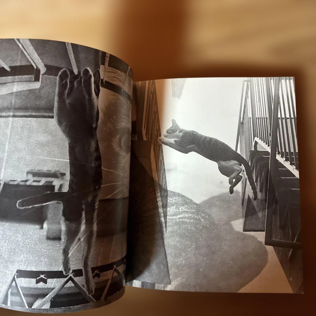 深瀬昌久　サスケ!!いとしき猫よ　写真集