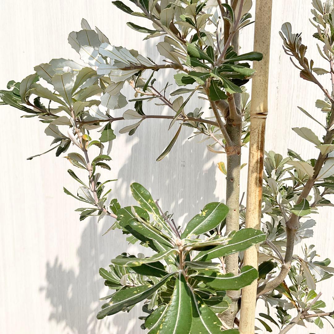 バンクシアコースト　/176