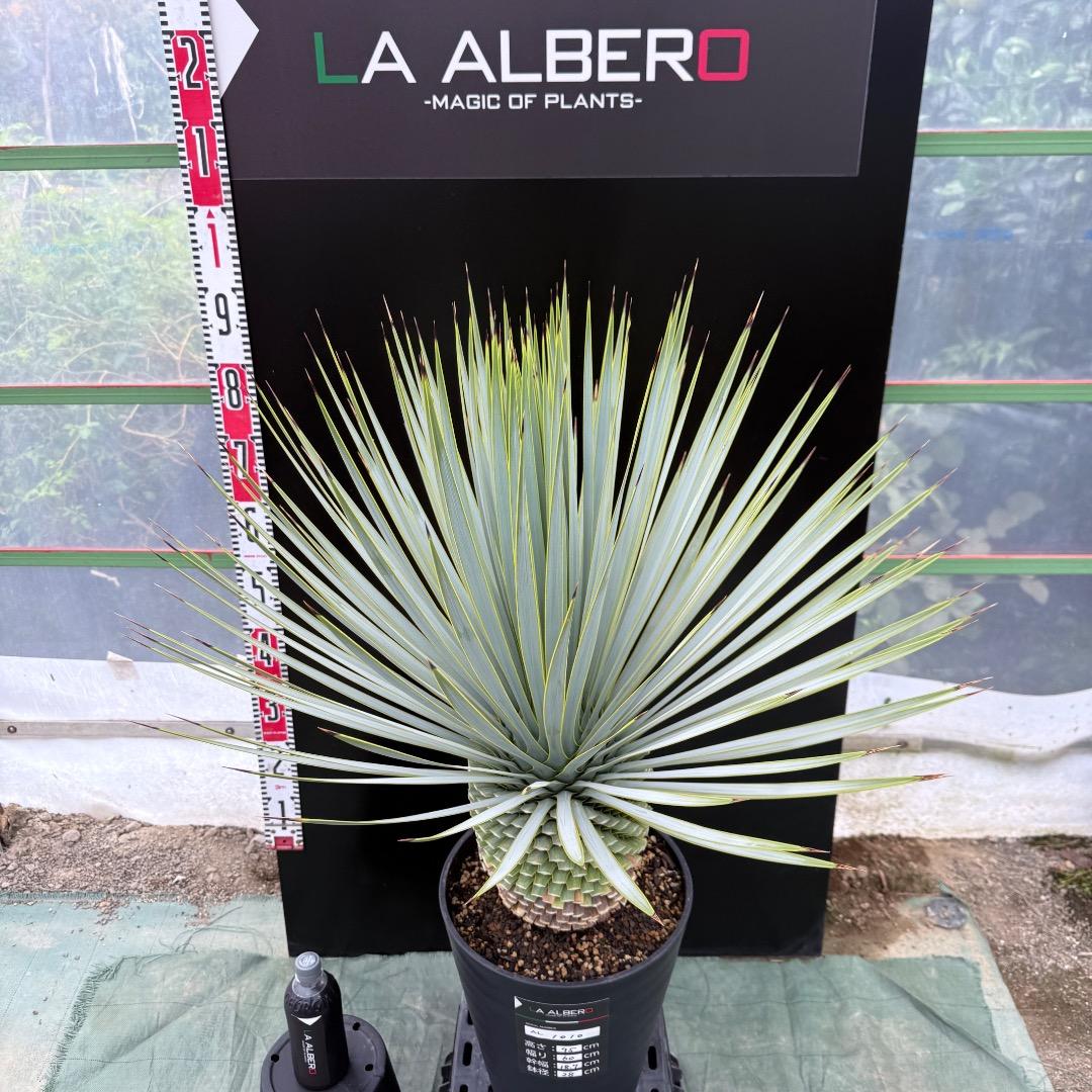【AL1010】ユッカ　ロストラータ　シルバーブルー個体　美形